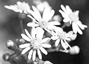 云呼电话测压网页版